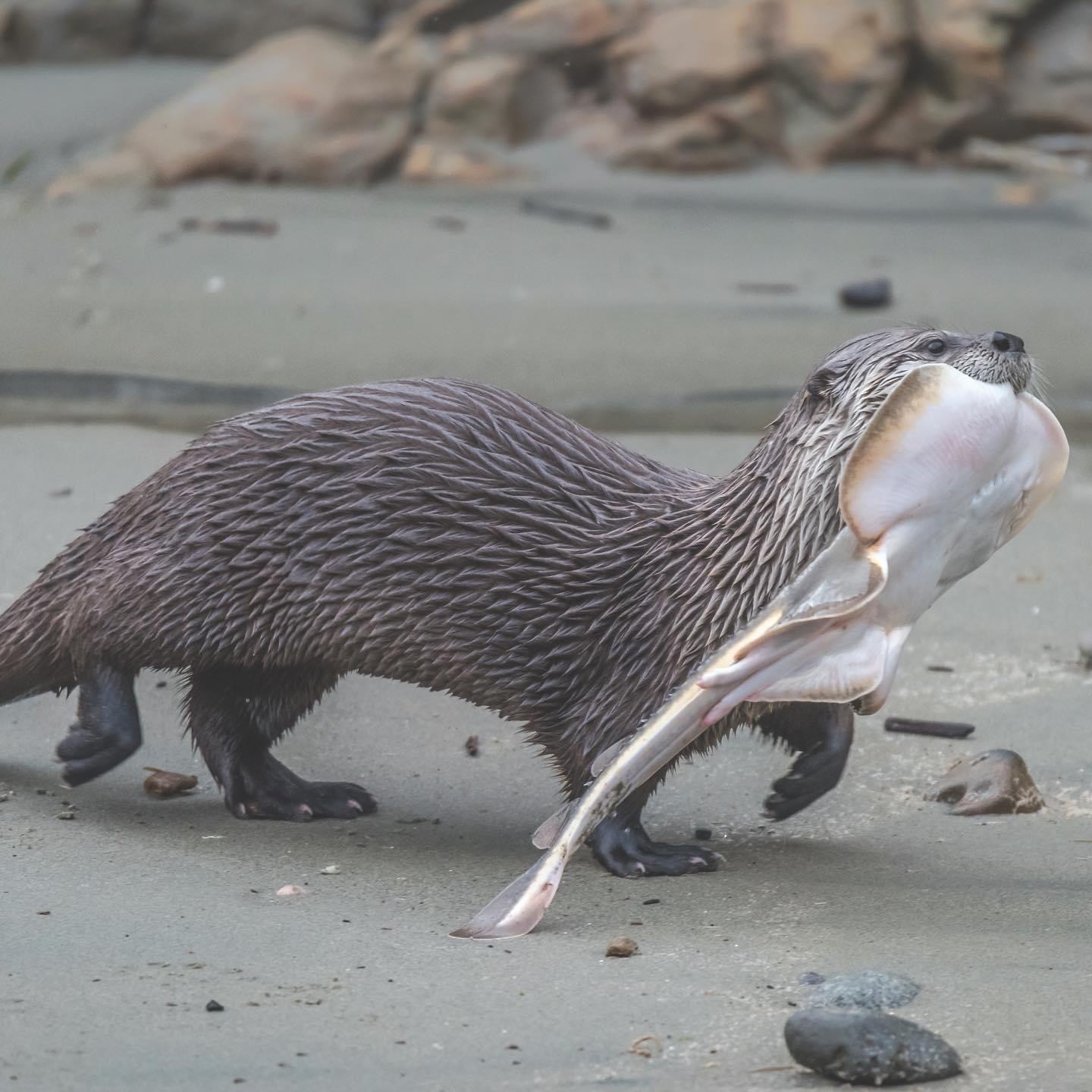 Changing the River Otter Range Map: Brought to You by Community Science