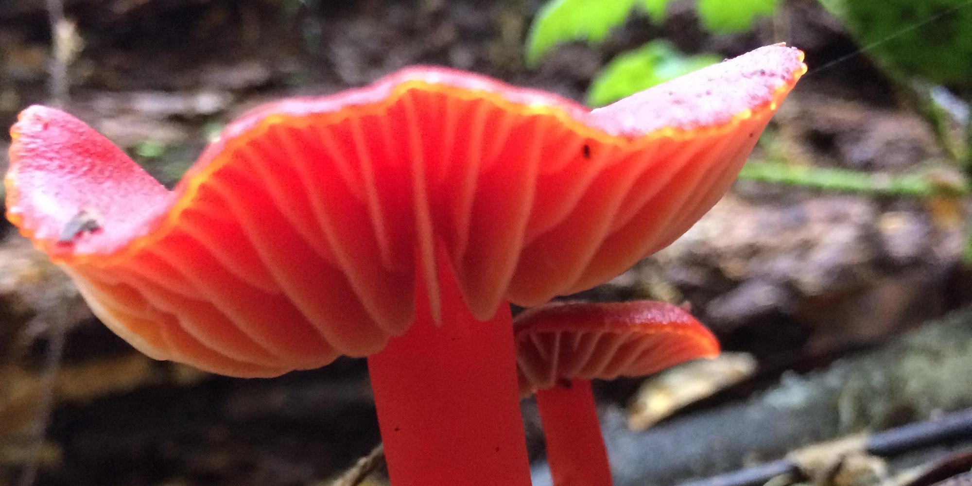 Mushroom Identification Point Reyes National Seashore Association
