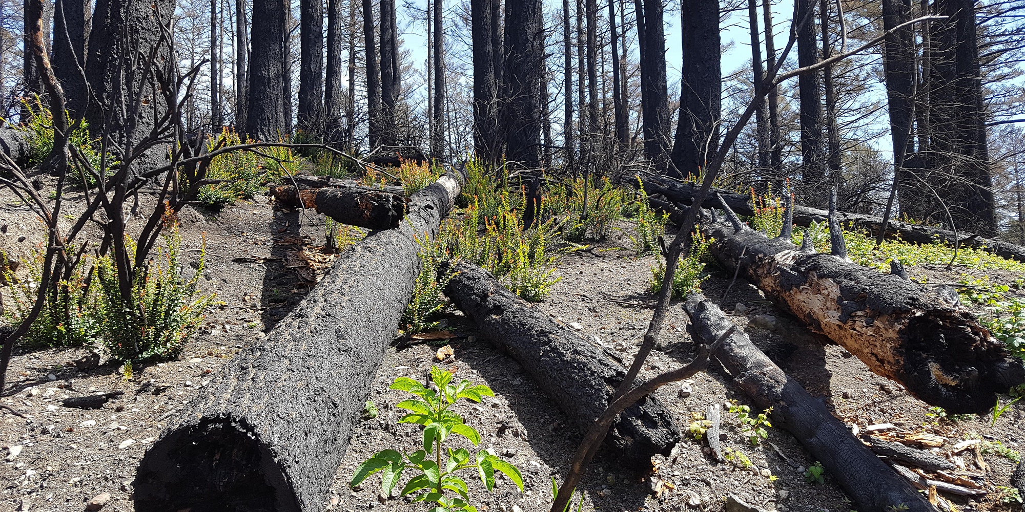 Woodward Fire Recovery and More - Point Reyes National Seashore Association