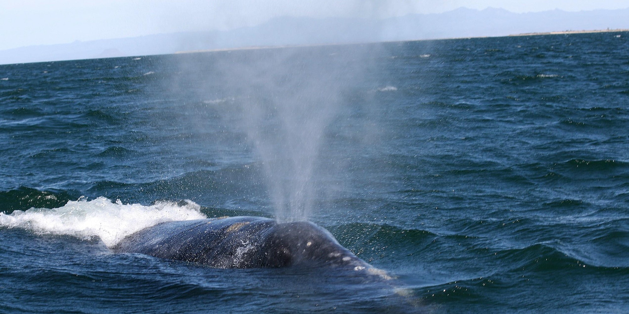 Whale Watching Wonders Point Reyes National Seashore Association