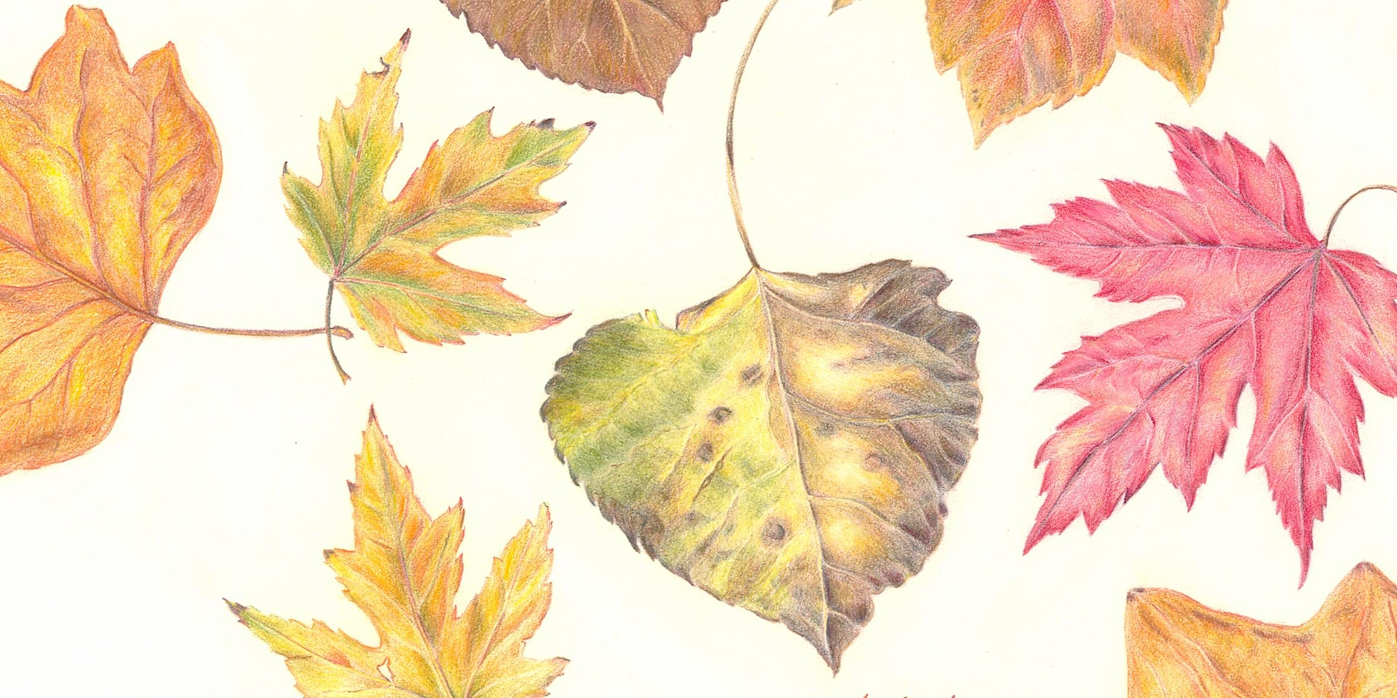 Drawing the Colors of Fall - Point Reyes National Seashore Association