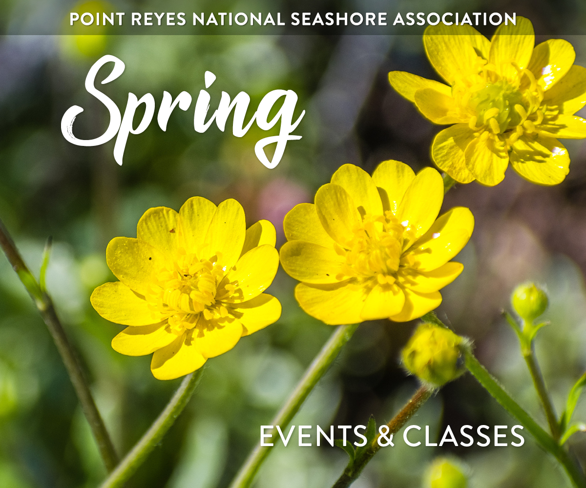 Point Reyes Spring Flowers Spring at the Seashore: Classes, volunteering, and more! - Point Reyes ...
