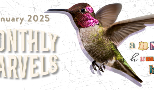 A graphic featuring a hummingbird with a bright pink throat reads "January 2025 Monthly Marvels: Gray whales’ migration of hearts, antlers, coho salmon spawning season, & more."