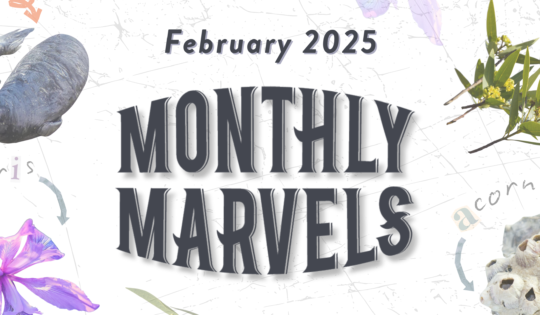 A graphic featuring a "Monthly Marvels" logo and the words "February 2025." In the background is a collage of images of plants and animals and handwritten text noting their names.