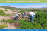 Three people kneeling on sand dunes pulling weeds.