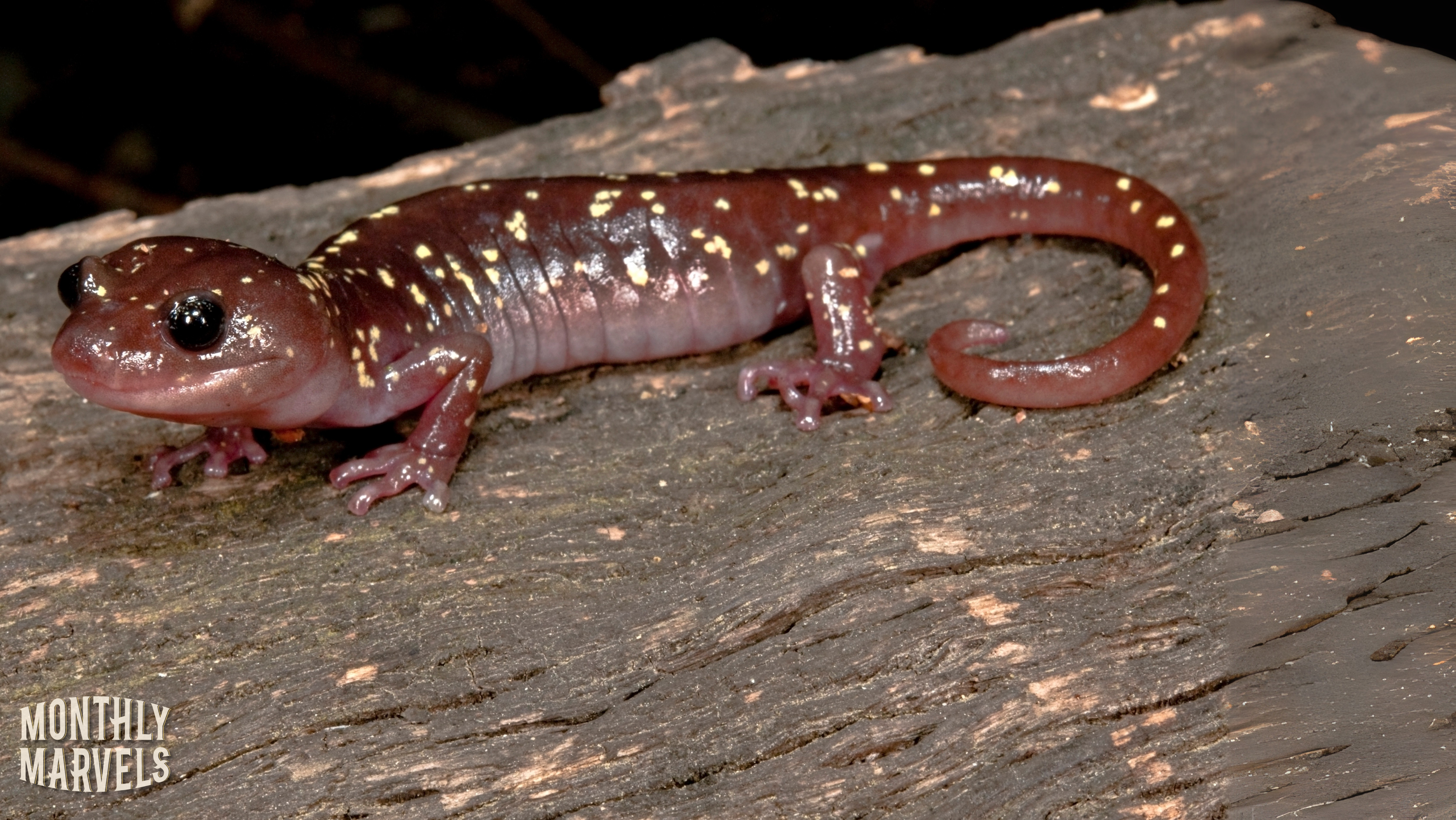April 2025 Monthly Marvels: Skydiving Salamanders, Woodrat Castles, & Wild Ginger