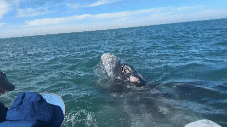 Two whales surfacing near a boat full of people, from the perspective of someone on the boat.