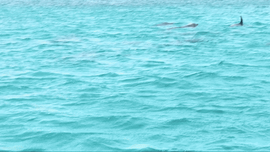 A group of dolphins surfacing in a blue-green ocean.