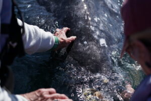 A person's hands gently touch the back of a grey whale.