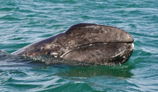 A gray whale emerging from the ocean.