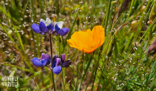 A close up of purple and orange flowers side by side.