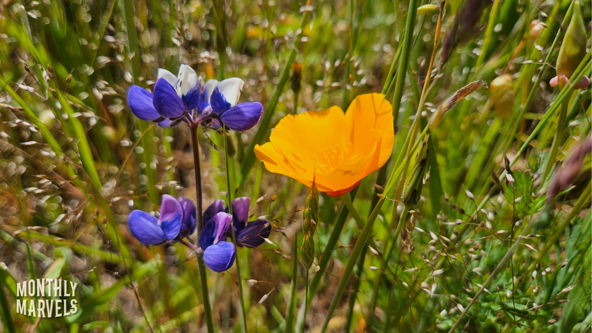 May 2025 Monthly Marvels: The Midshipman’s Song, Coastal Upwelling, & Otters