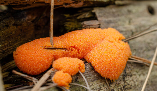 A close-up of bright orange mold growing on a log.