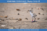 A small plover chick with colored bands on its legs standing on a sandy beach