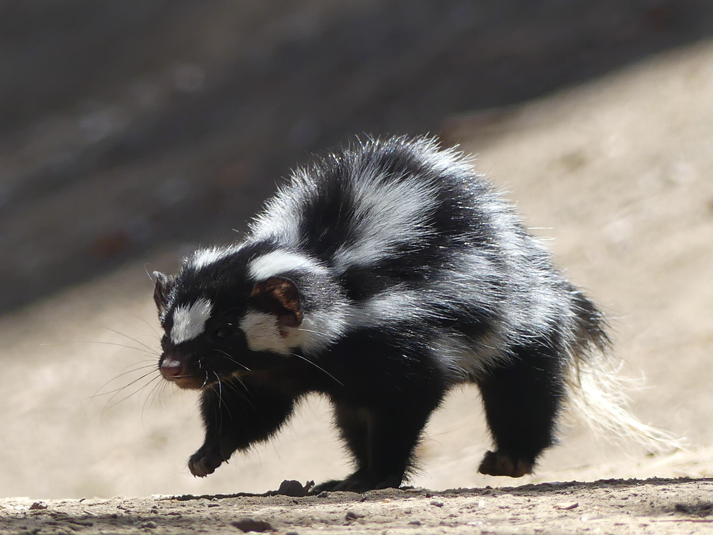 A black and white spotted skunk walking on the dusty ground.
