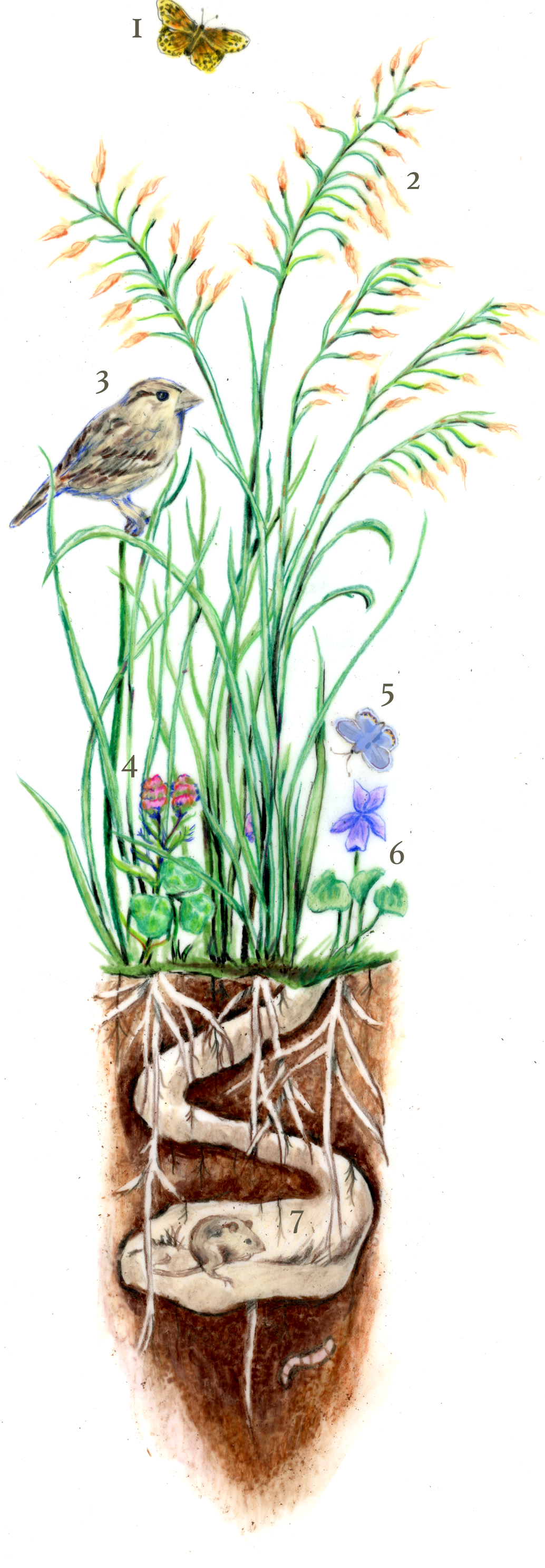 A numbered illustration showing an above and below ground view of a patch of grasses, their roots extending deep underground. Butterflies, a bird, and a mouse inhabit the grassy patch.