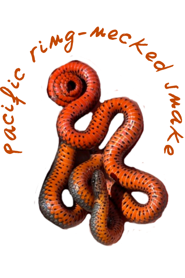 A red snake curls over itself. Text reads "Pacific ring-necked snake."