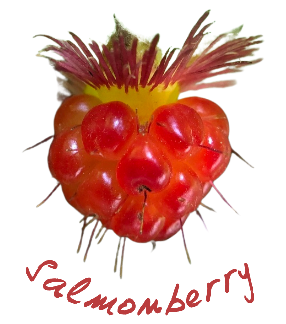 A close-up of a bright red berry. Text beneath reads "salmonberry."