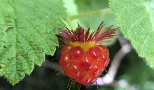 A bright red berry hangs amongst a cluster of leaves.