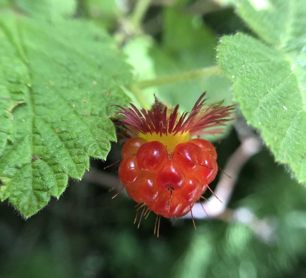 July 2025 Monthly Marvels: Snake Eggs, Trail Gems, & Moths