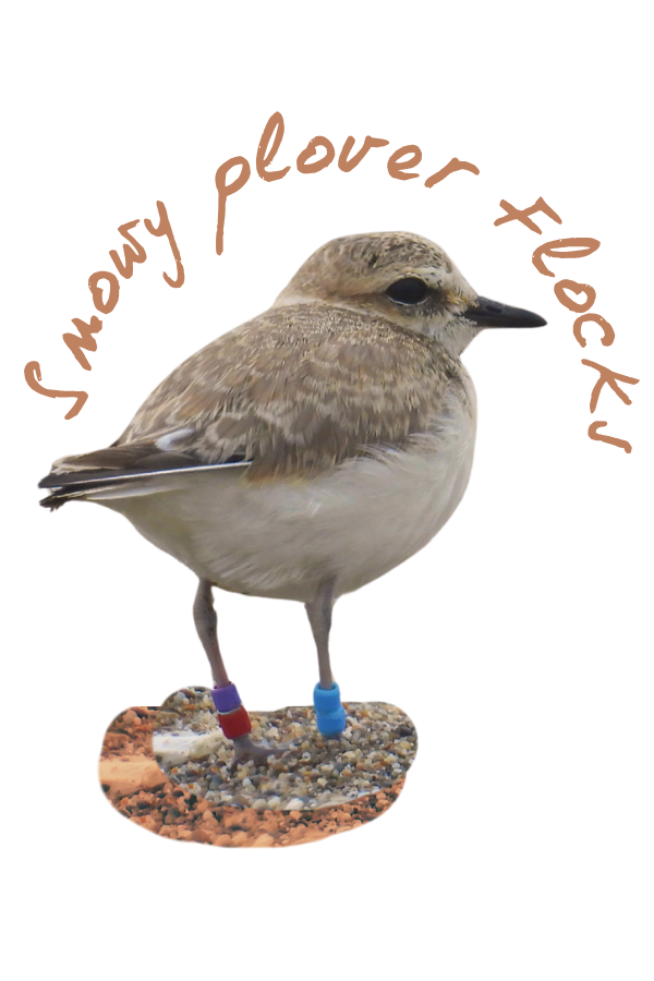 A gray and white bird with colored bands on its legs. Text reads "snowy plover flocks."