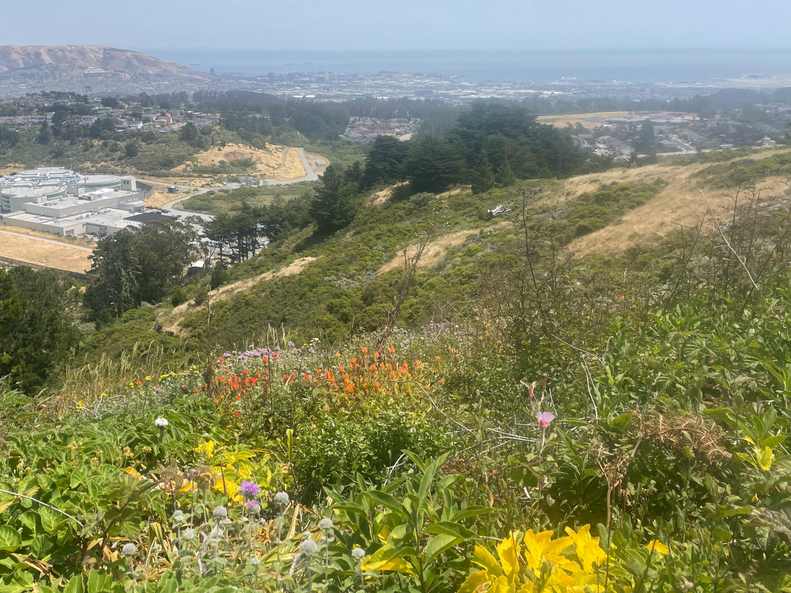 A hilly landscape filled with wild grasses and wildflowers.