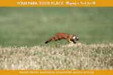 A brown, white, and orange weasel with a long tail leaping over grass.