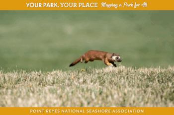 A brown, white, and orange weasel with a long tail leaping over grass.