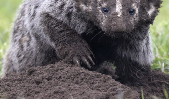 A close-up of a badger digging a hole and covered in dirt.