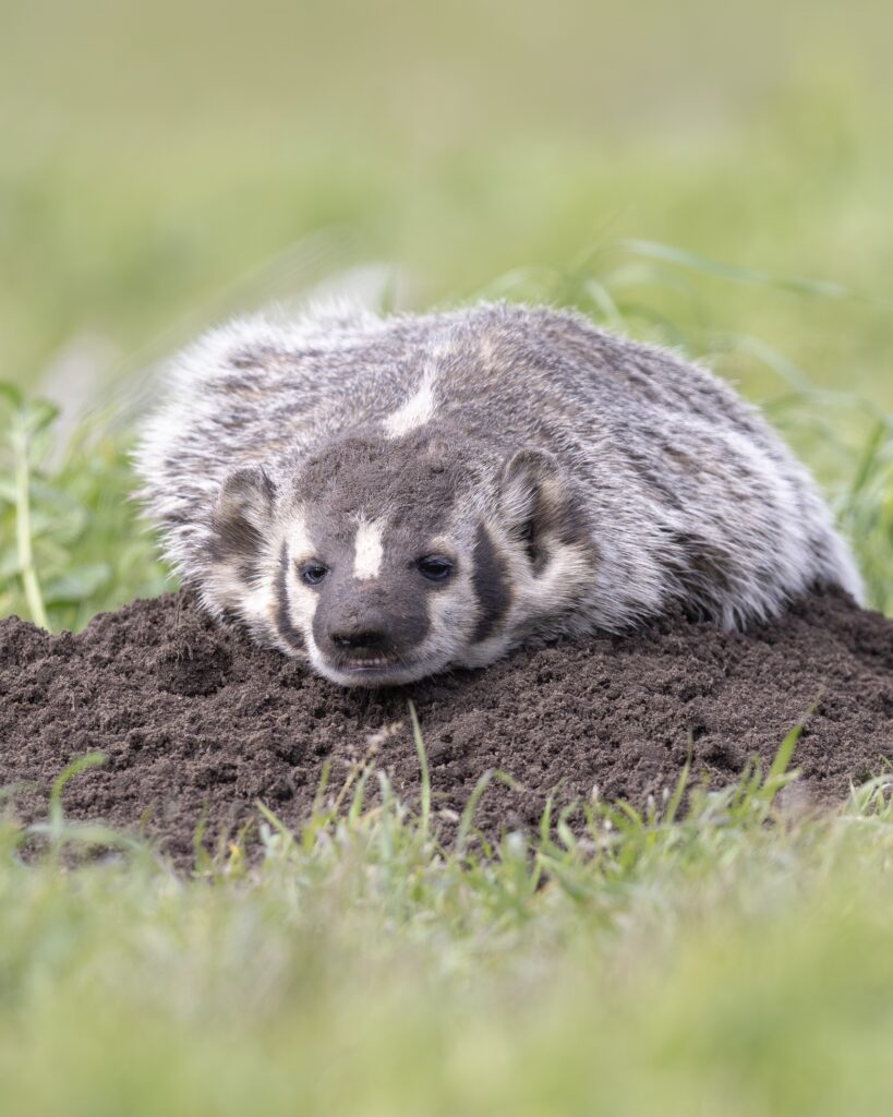A close up of a fluffy badger sitting on top of its burrow.