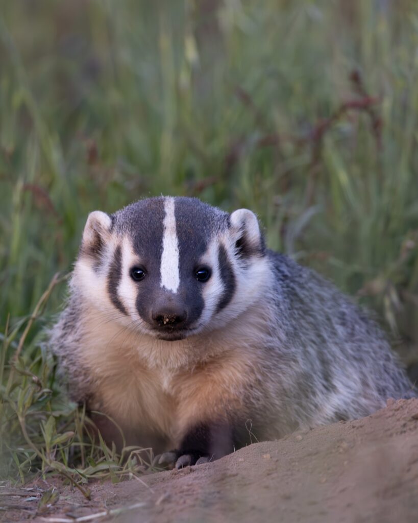 A close-up of a badger with white and black fur. 