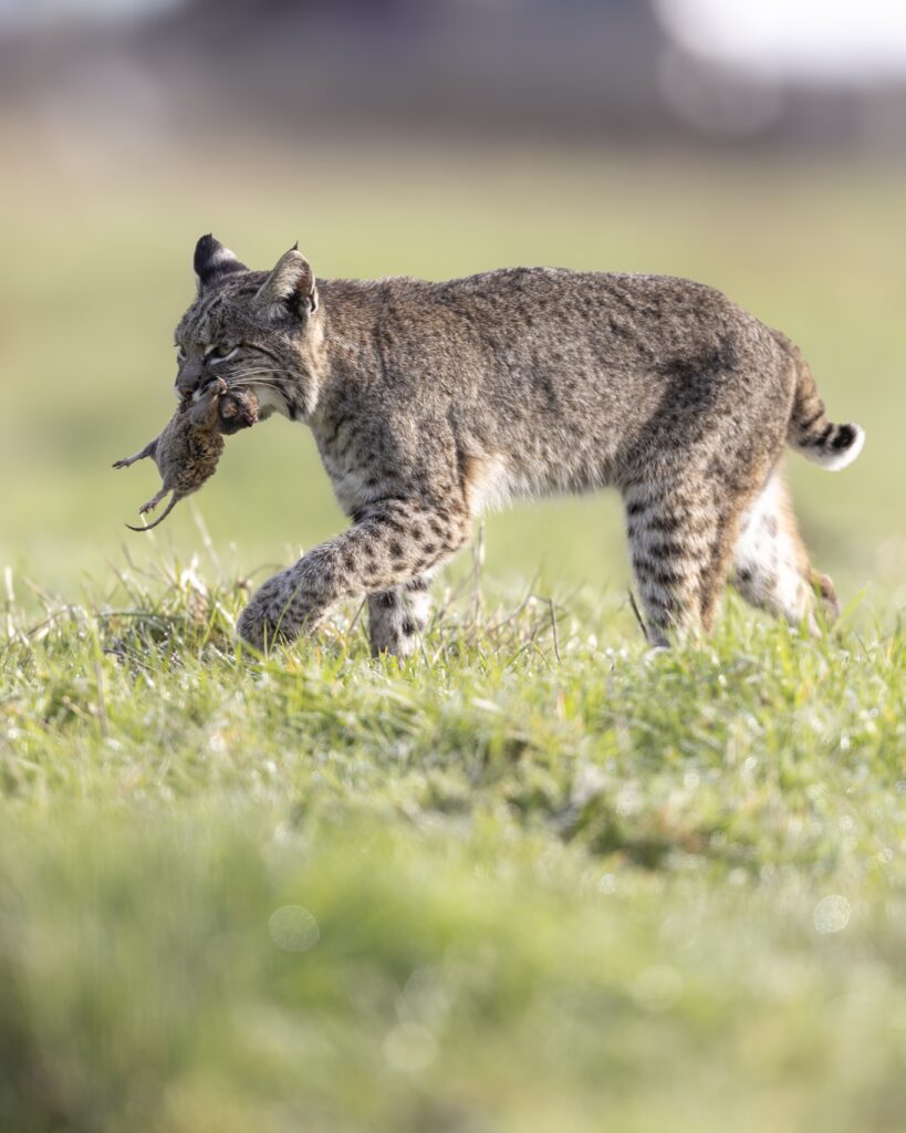 A bobcat prances through grass with a rodent in its mouth. 
