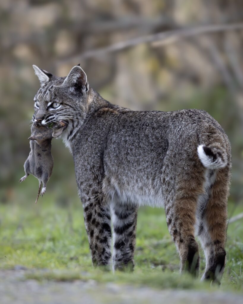 A bobcat looks into the distance as it holds a rodent in its mouth. 