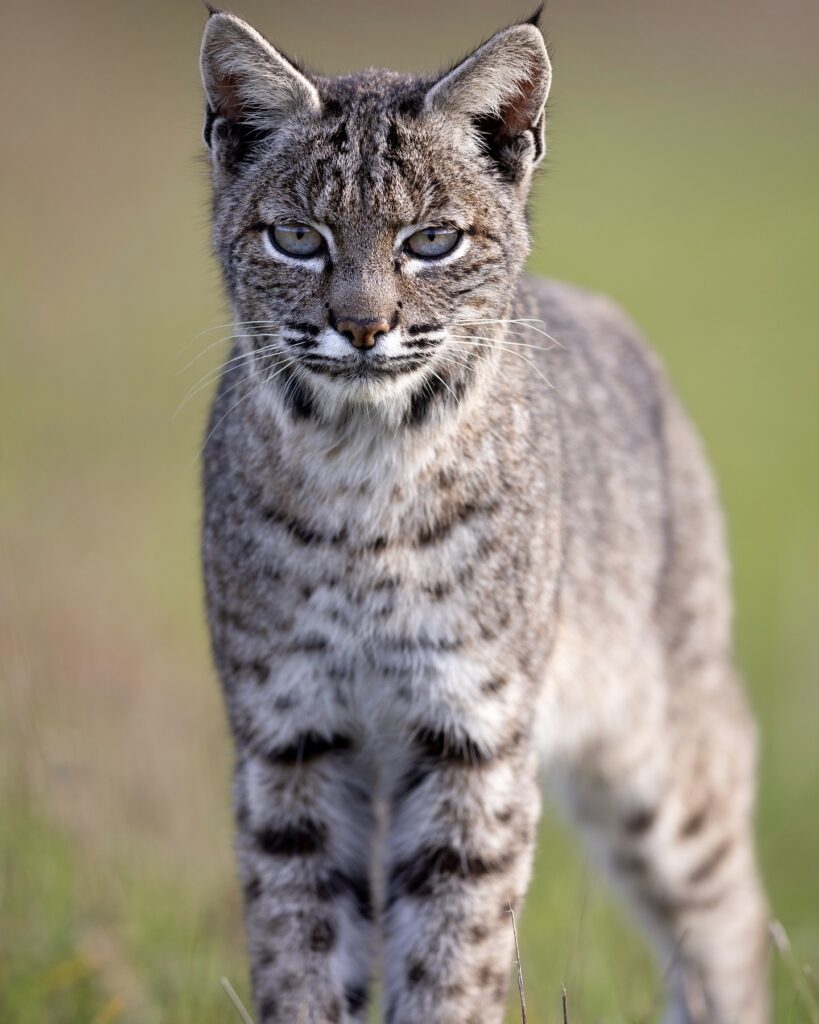 A close-up of a bobcat with gray eyes and gray-brown fur.