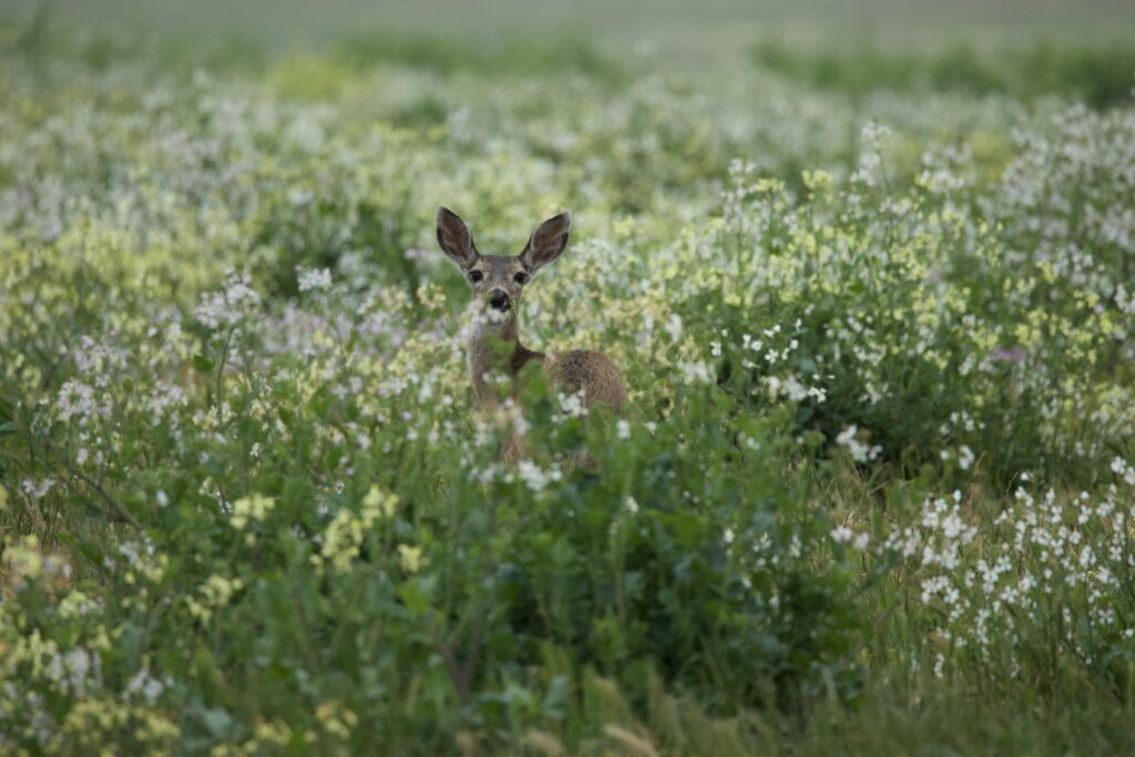 A deer peers through tall grasses and flowers.