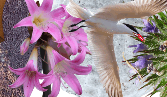 A collage of detailed textures of plants and animals.