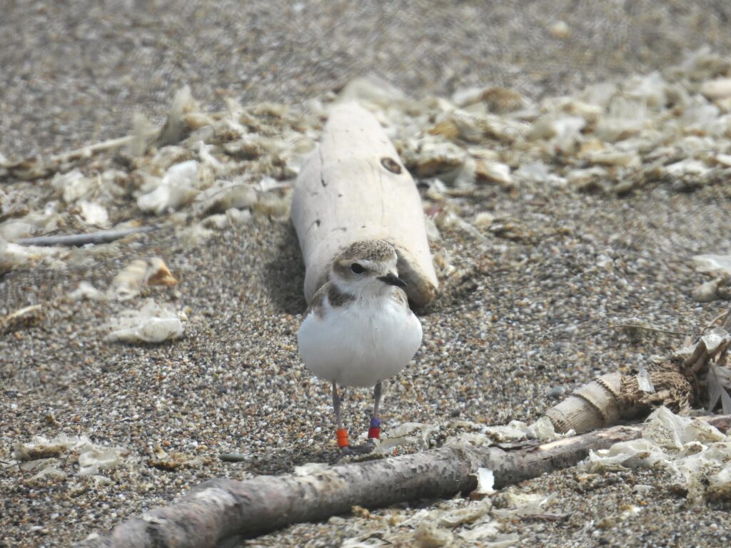 Plover Apps Snowy Plover Rescue & Release - Point Reyes National Seashore Association