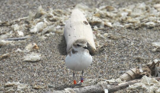 A white and grey plover stands on a sandy beach with wood and debris scattered around. The bird has orange, purple, and red leg bands.