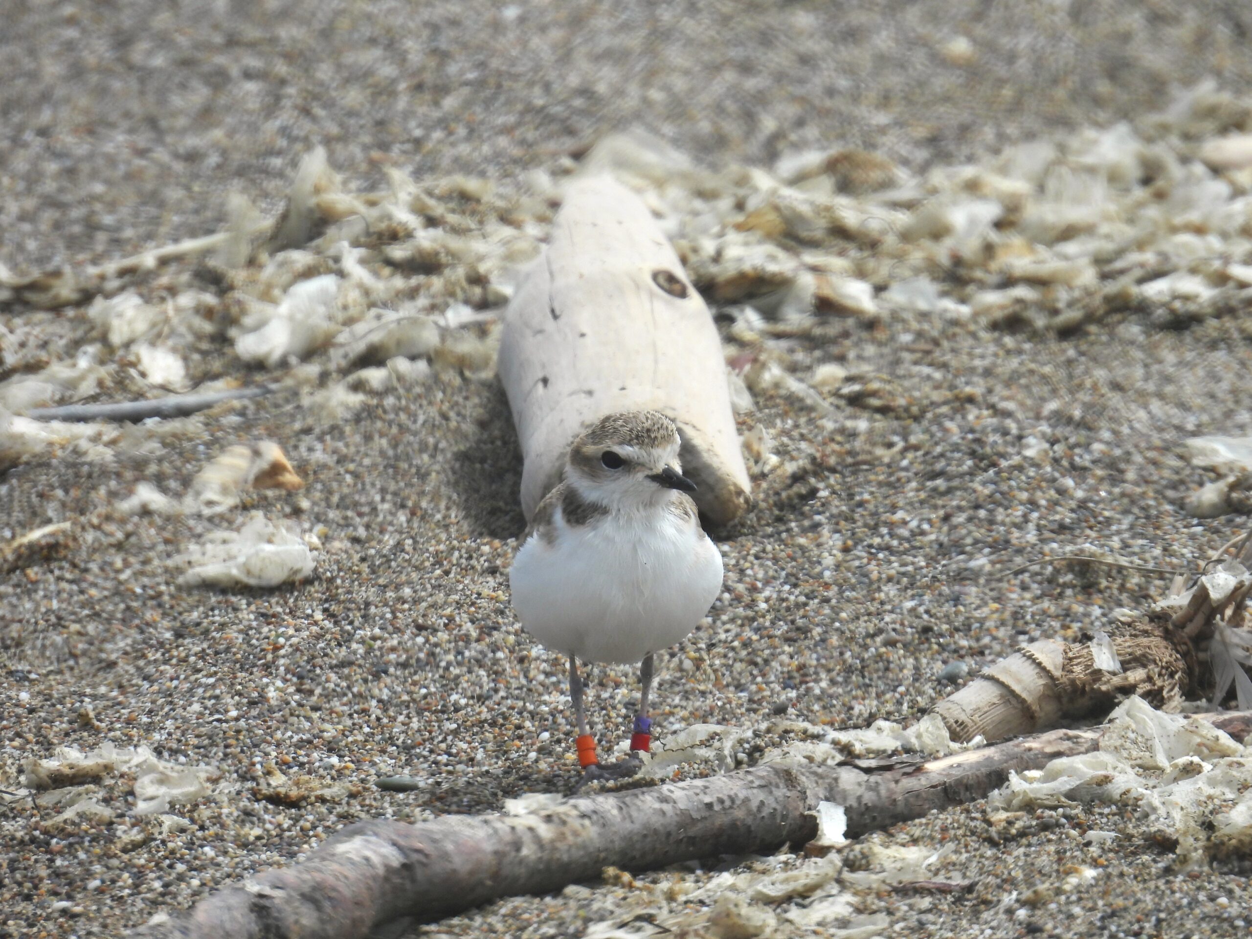 Snowy Plover Rescue & Release