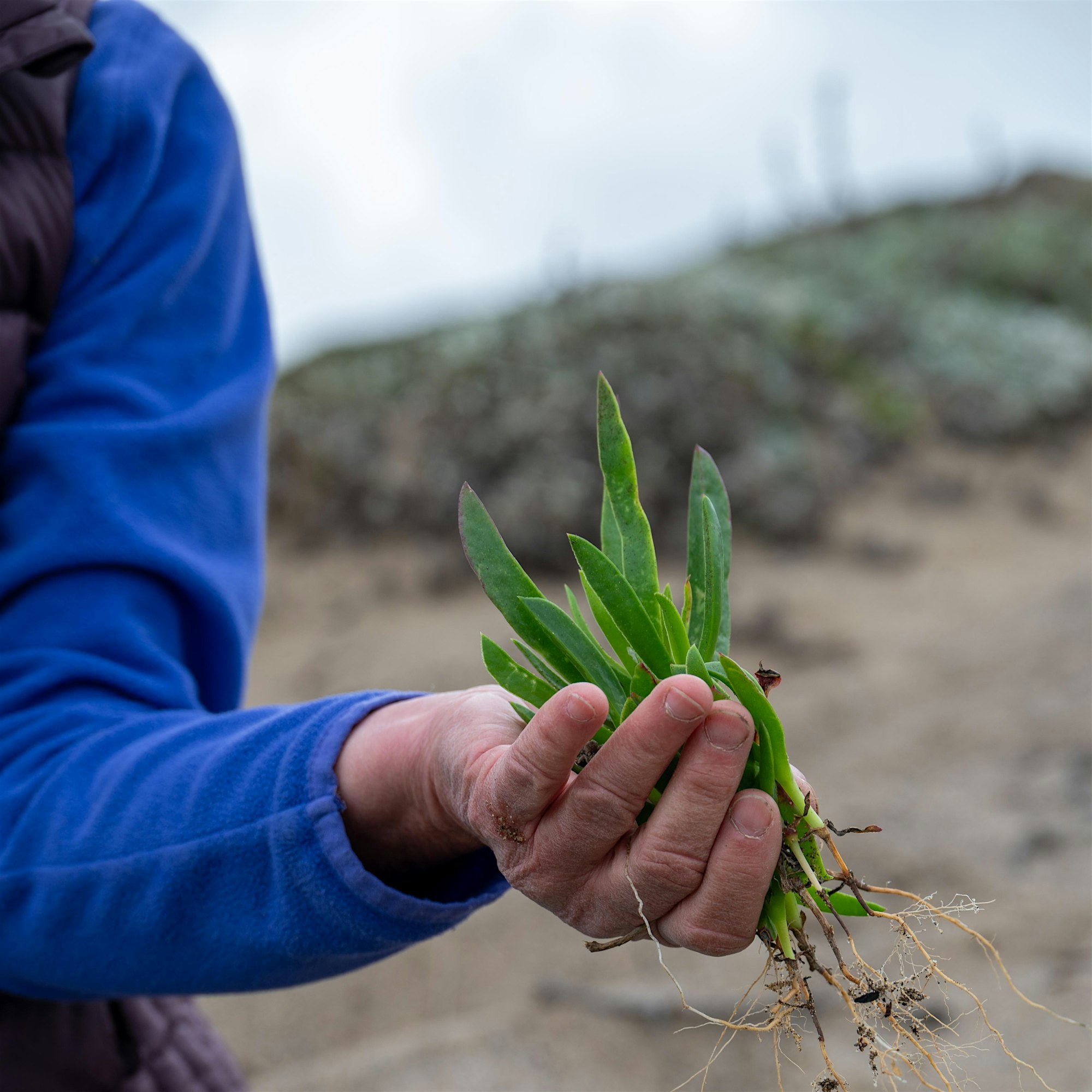 Thursdays Weeders @ Abbotts Lagoon (Fall) - Point Reyes National ...