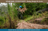 A person in a hardhat pulling fluffy non-native plants in a lush green landscape