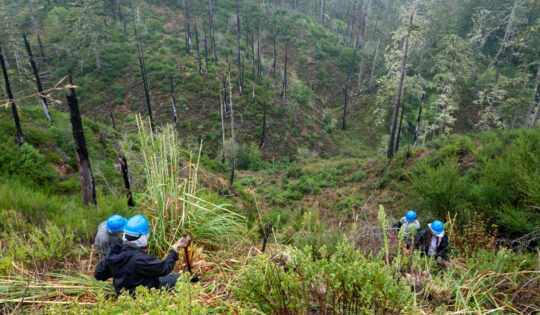 Workers wearing blue safety helmets work in a green landscape dotted with burnt trees.