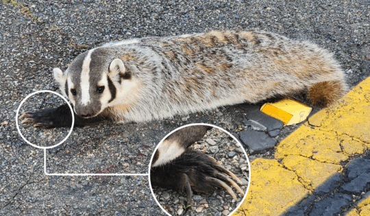 A badger laying on the road, a photo of its paw enlarged in an inset bubble.