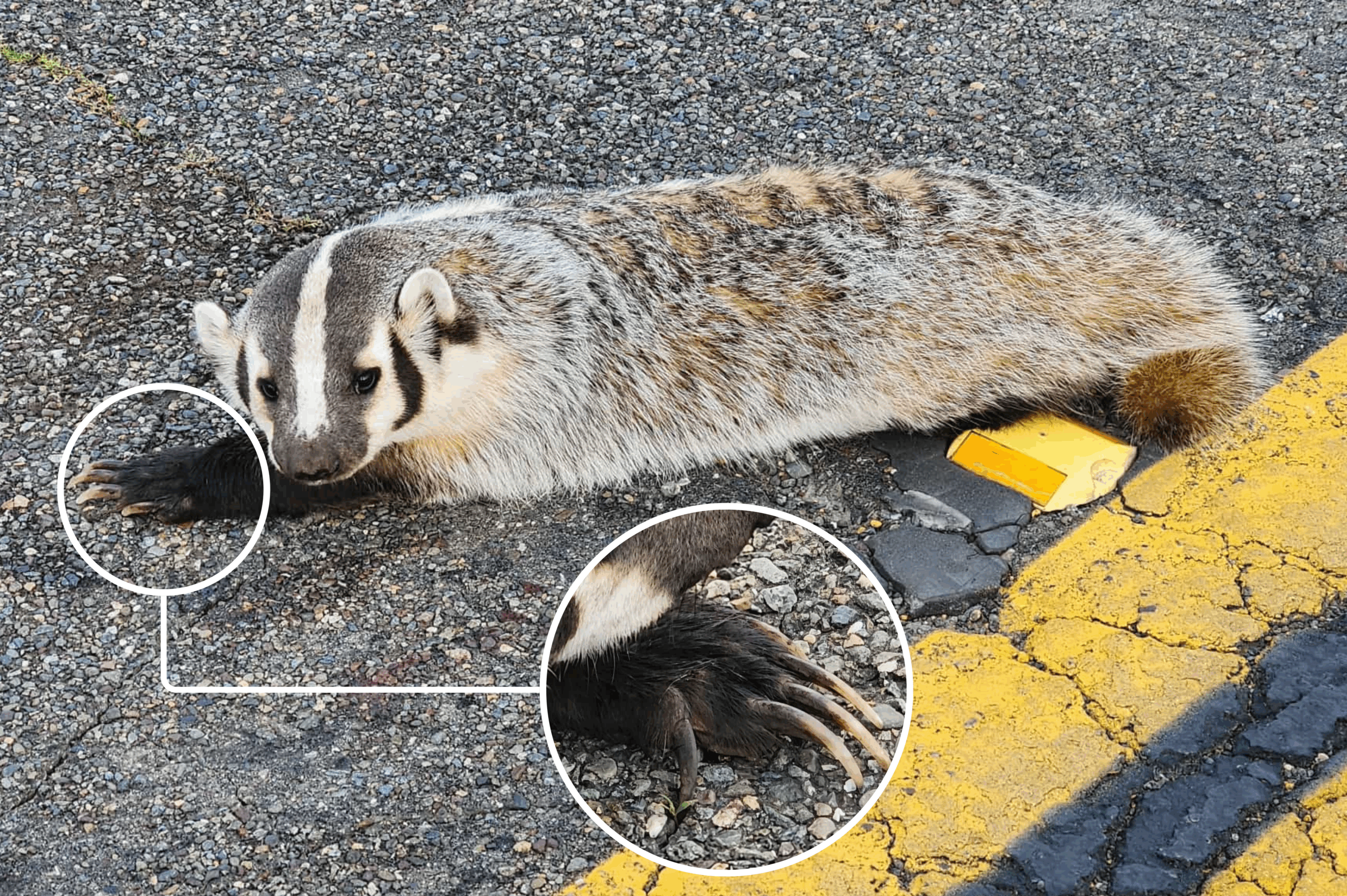 A badger laying on the road, a photo of its paw enlarged in an inset bubble.