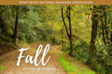 A dirt trail lined with trees changing color. Text reads "Fall at the Seashore"