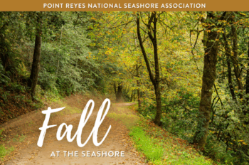 A dirt trail lined with trees changing color. Text reads "Fall at the Seashore"