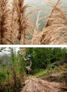 A close up of a feathery grass above an image of an NPS worker tossing plant material into a pile.