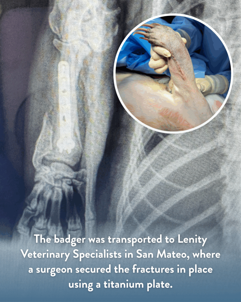 Images of an x-ray and a surgeon holding up a badger’s shaved arm with sutures. Text reads “The badger was transported to Lenity Veterinary Specialists in San Mateo, where a surgeon secured the fractures in place using a titanium plate.”