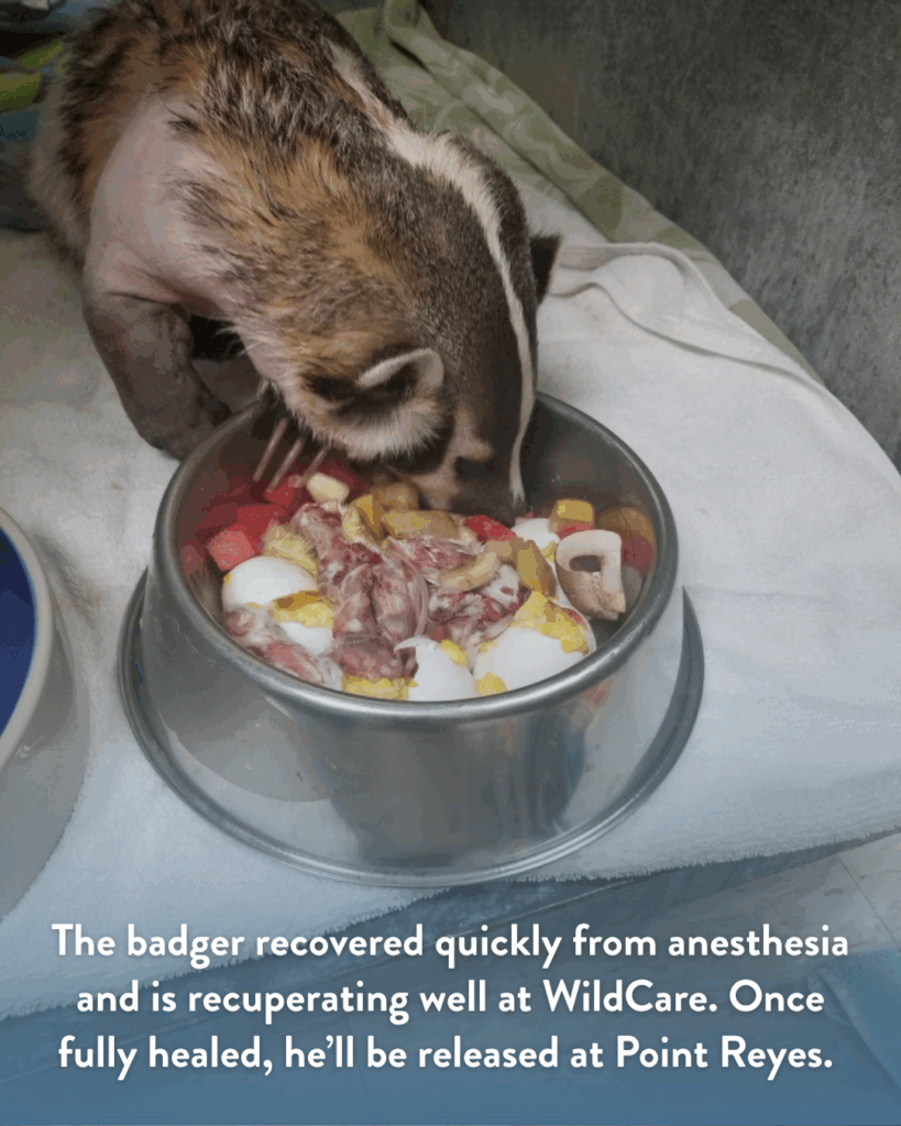 A badger with a shaved arm eats from a food bowl. Text reads “The badger recovered quickly from anesthesia and is recuperating well at WildCare. Once fully healed, he’ll be released at Point Reyes.”