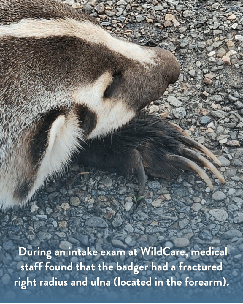 A close-up image of a badger laying on the road and its paw. Text reads “During an intake exam at WildCare, medical staff found that the badger had a fractured right radius and ulna (located in the forearm).”